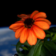 Image for article titled Astronauts Almost Killed Their First Flowers